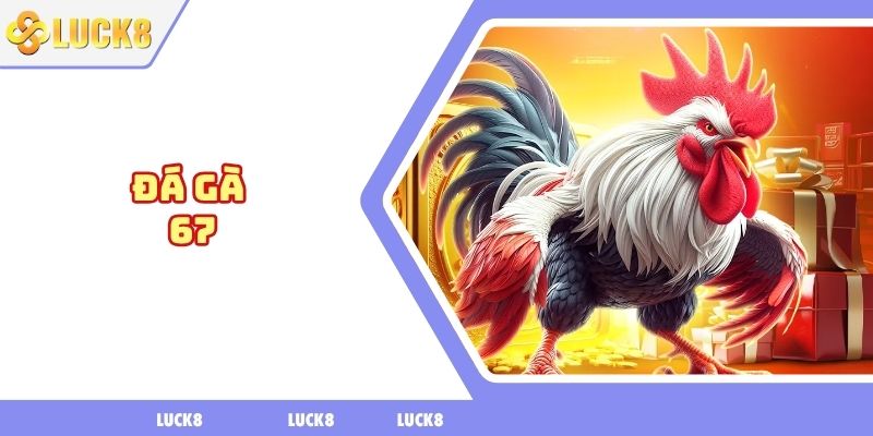 Đá gà 67