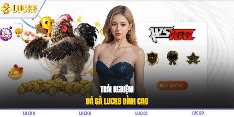 Trải nghiệm đá gà LUCK8 đỉnh cao